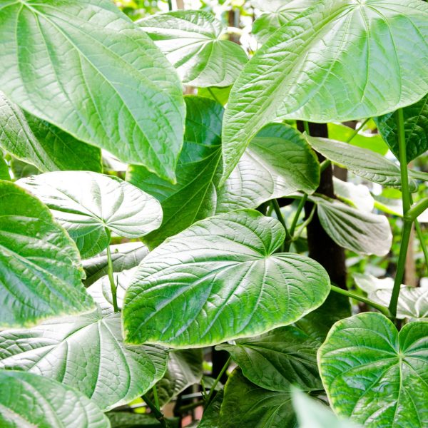 Kava (Piper methysticum)