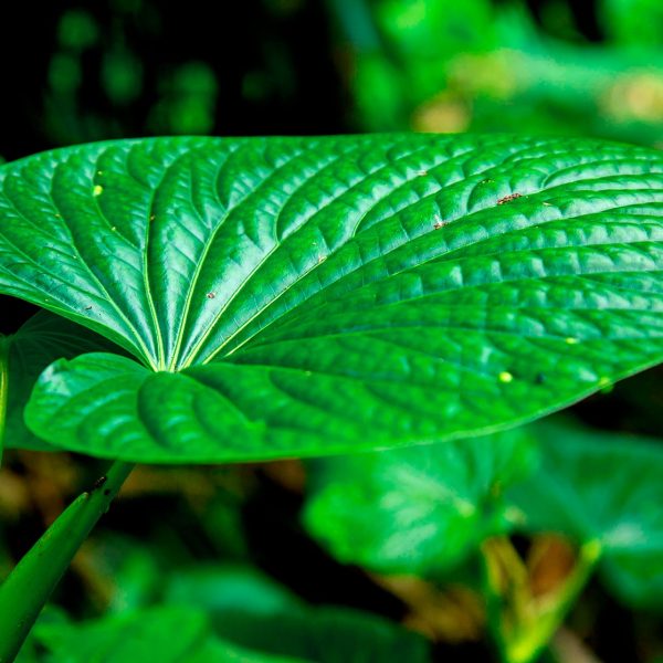 Kava (Piper methysticum)
