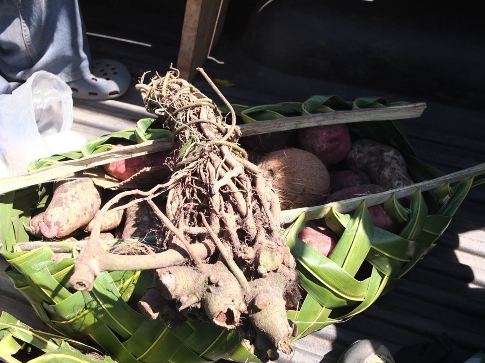 Kava root (Piper methysticum)