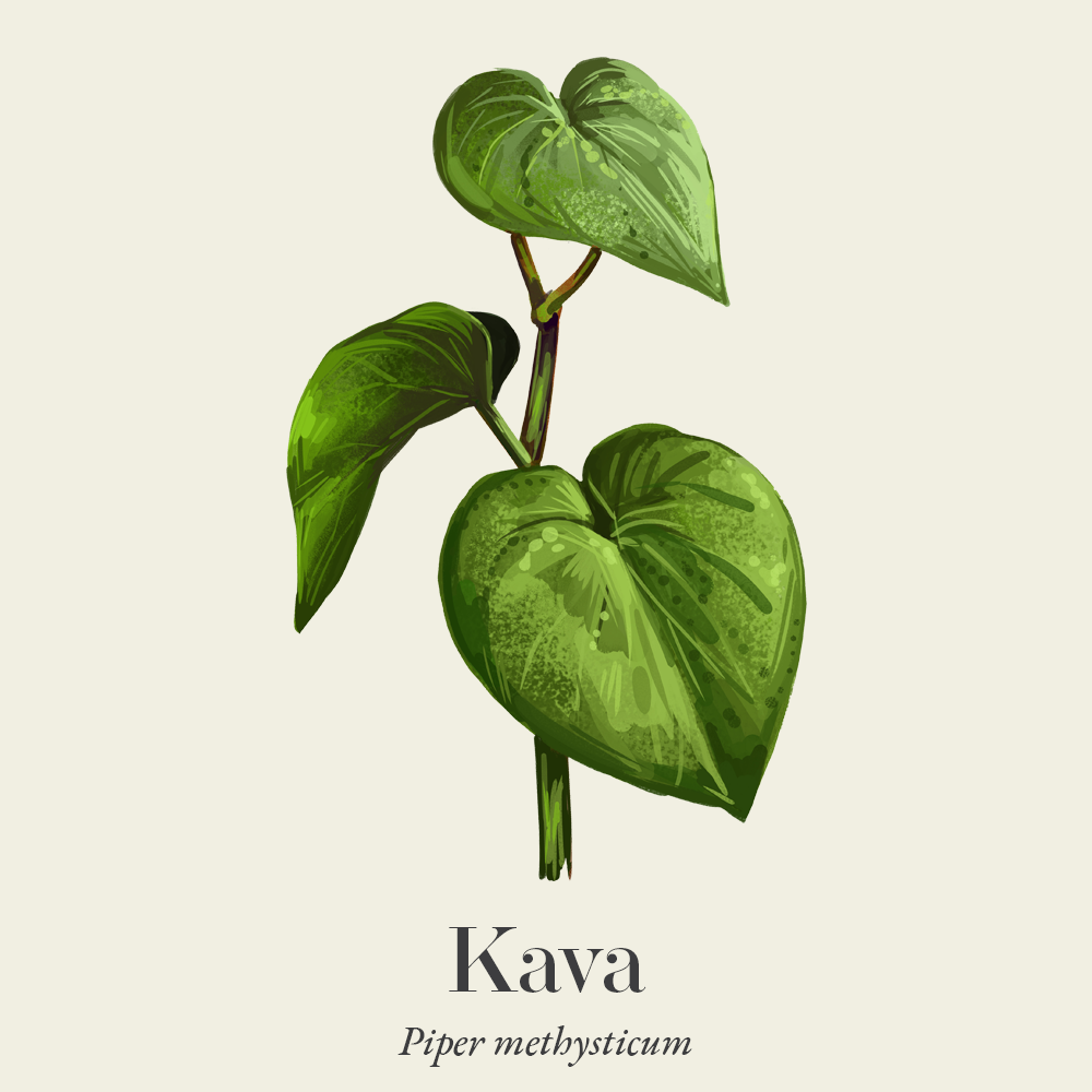 Kava (Piper methysticum)