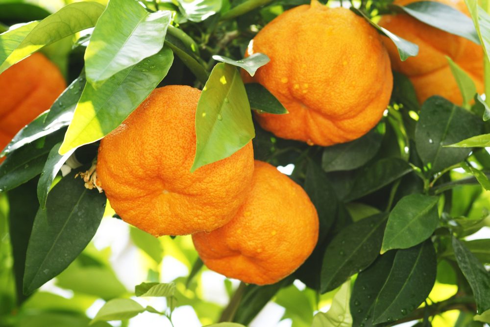 Bitter orange (Citrus aurantium)
