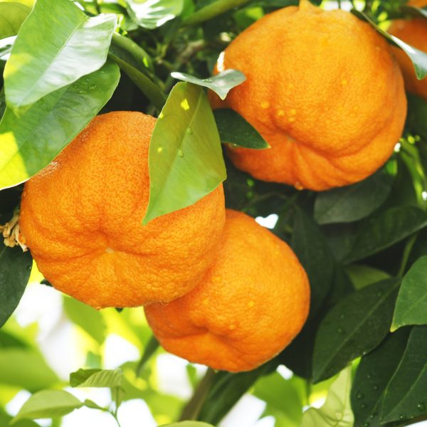 Bitter orange (Citrus aurantium)