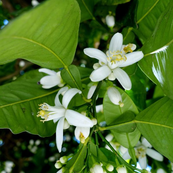 Bitter orange (Citrus aurantium)
