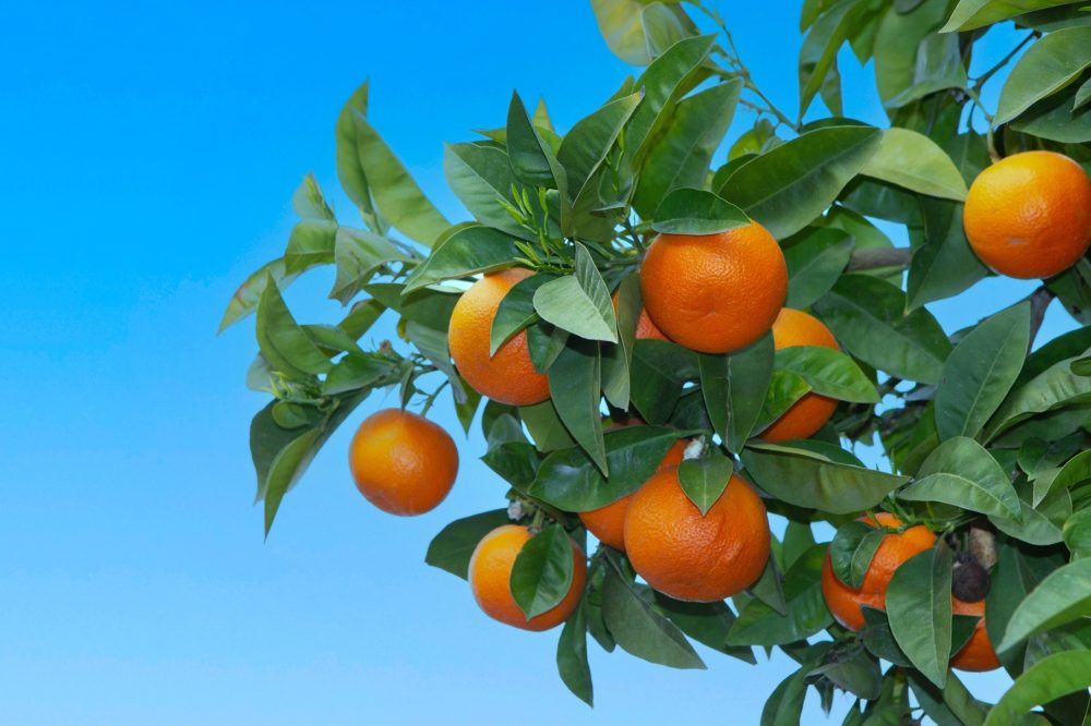 Bitter orange (Citrus aurantium)