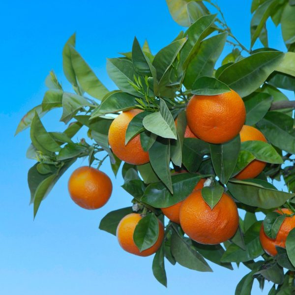 Bitter orange (Citrus aurantium)