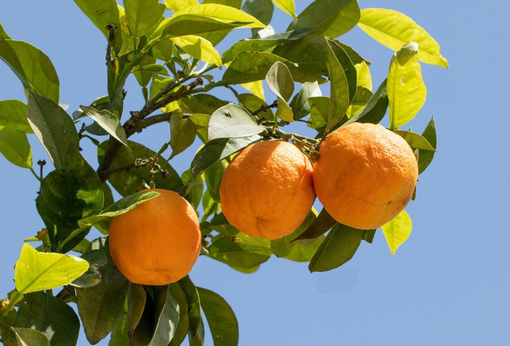 Bitter orange (Citrus aurantium)