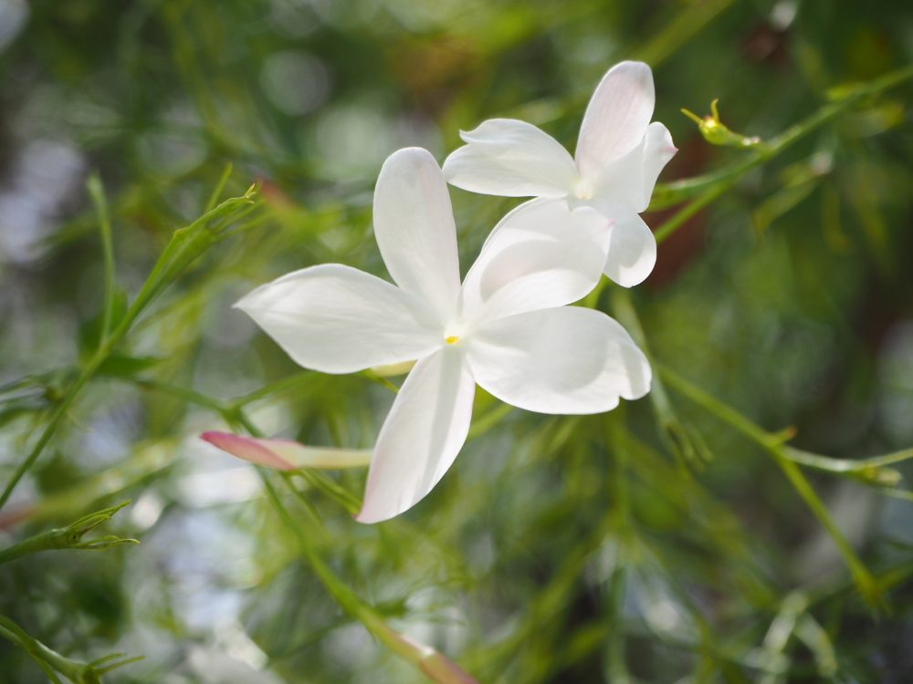 Jasmine (Jasminum grandiflorum)