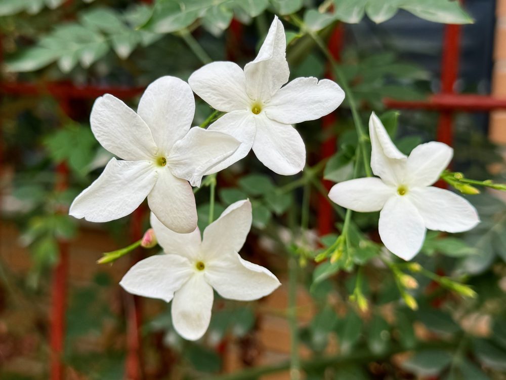 Jasmine (Jasminum grandiflorum)