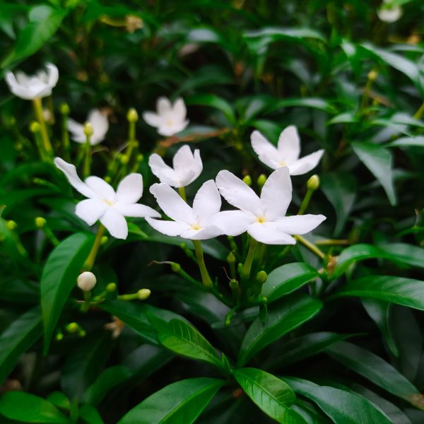 Jasmine (Jasminum grandiflorum)