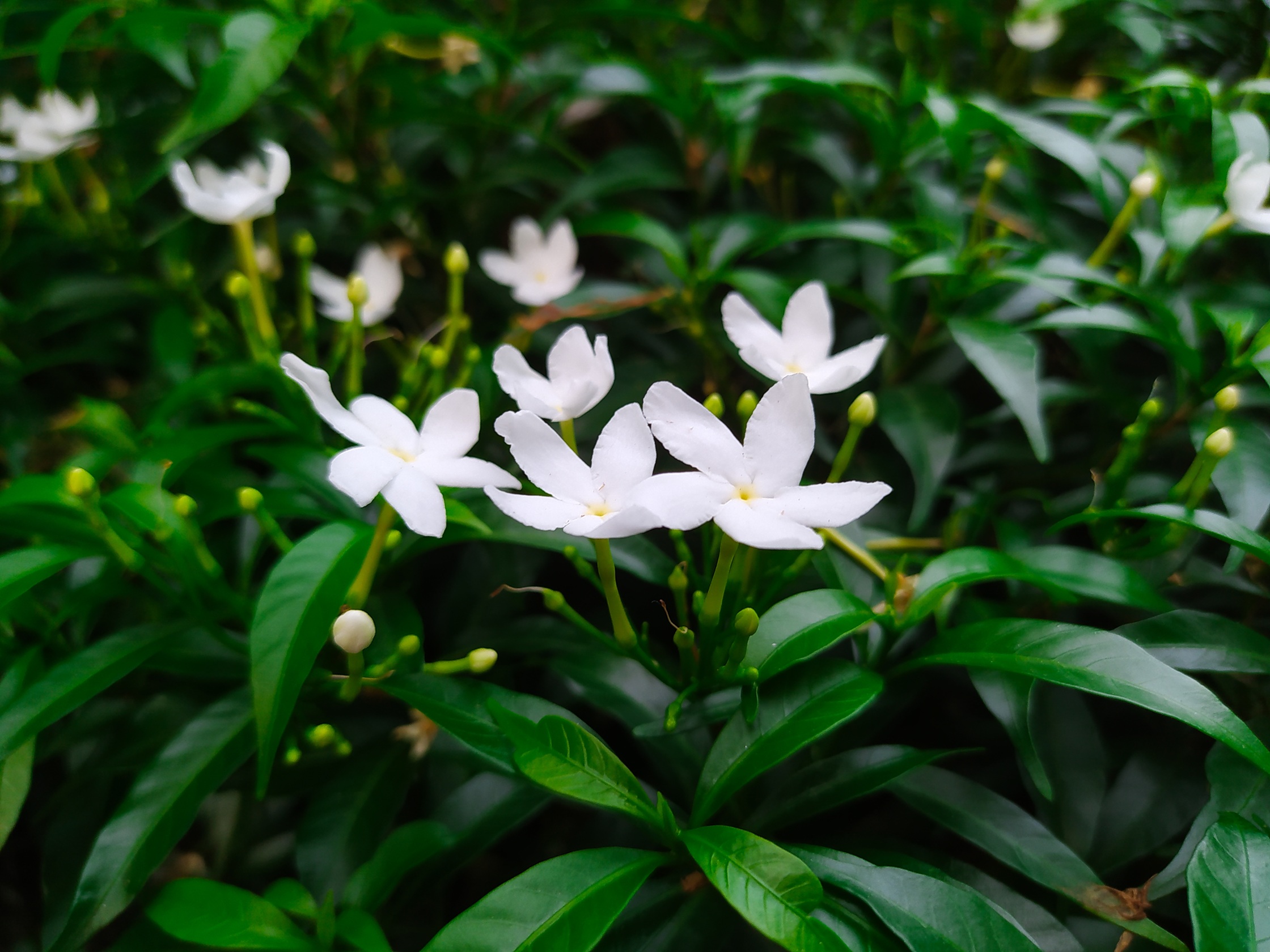 Jasmine