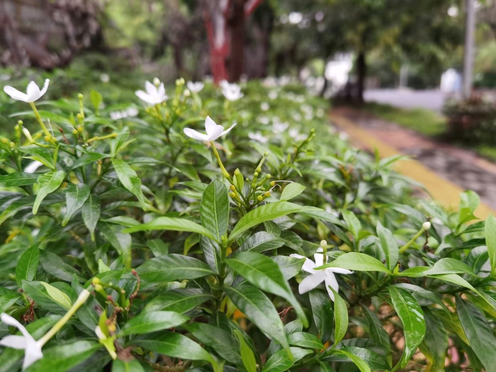 Jasmine (Jasminum grandiflorum)