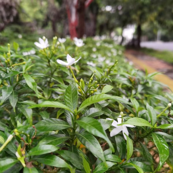 Jasmine (Jasminum grandiflorum)