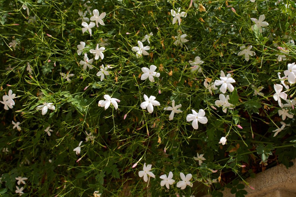 Jasmine (Jasminum grandiflorum)