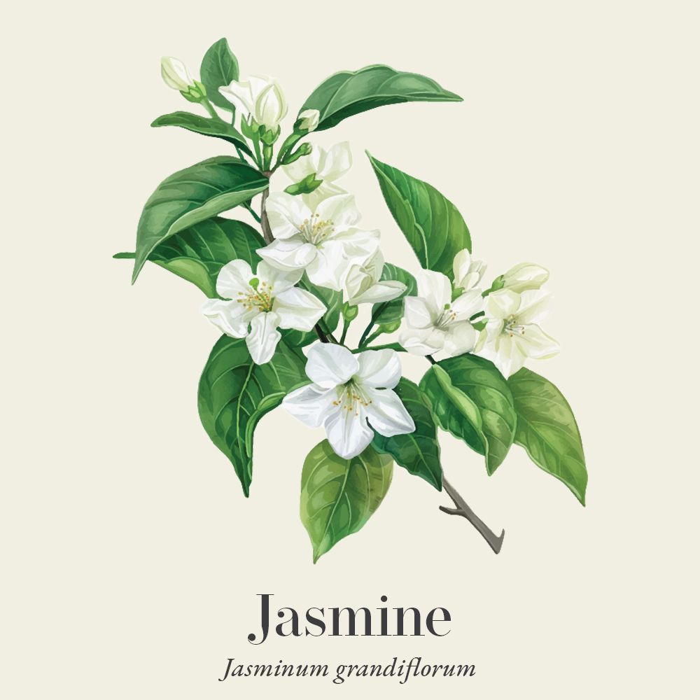 Jasmine (Jasminum grandiflorum)