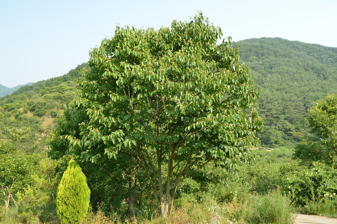 Chinese raisin tree (Hovenia dulcis)