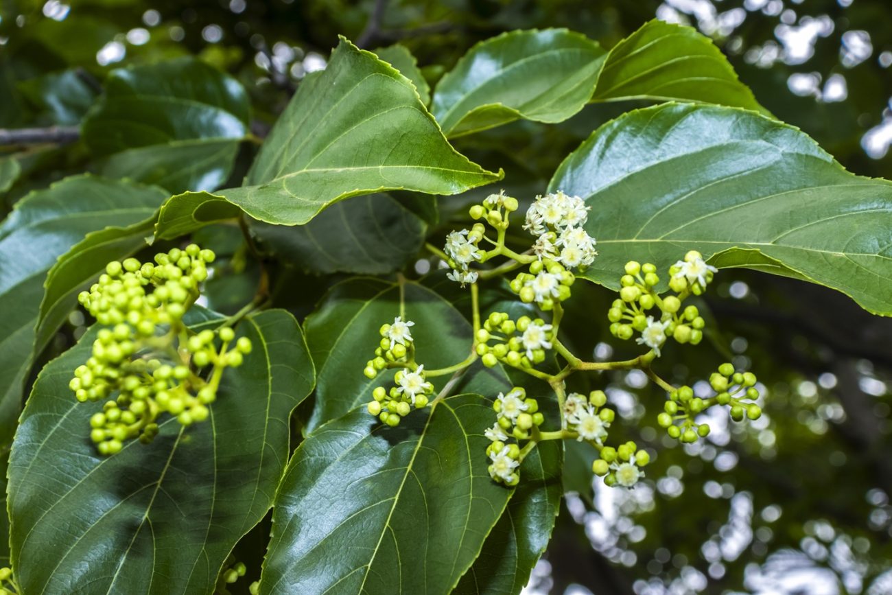 Chinese raisin tree (Hovenia dulcis)