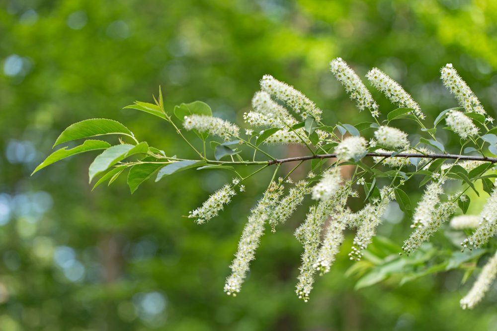 Wild cherry (Prunus serotina)