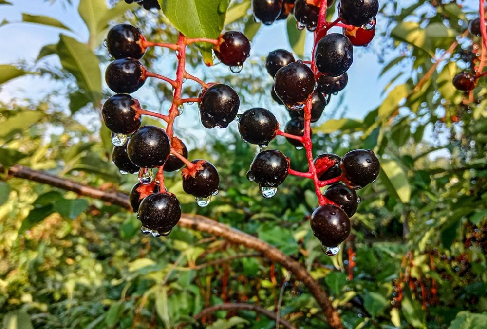 Wild cherry (Prunus serotina)