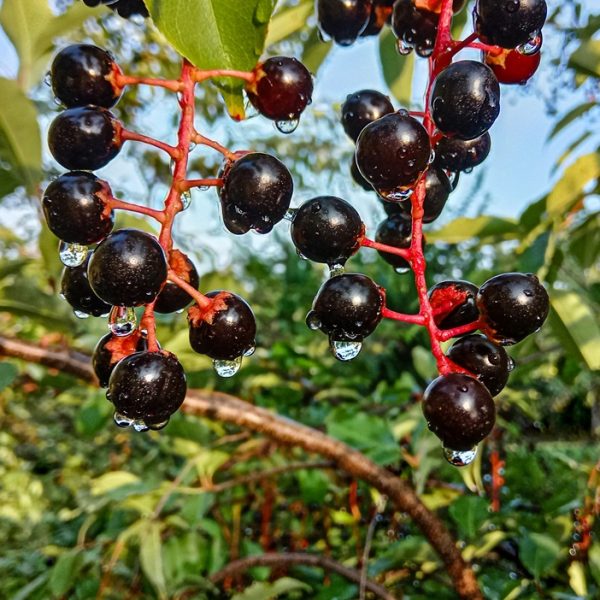 Wild cherry (Prunus serotina)
