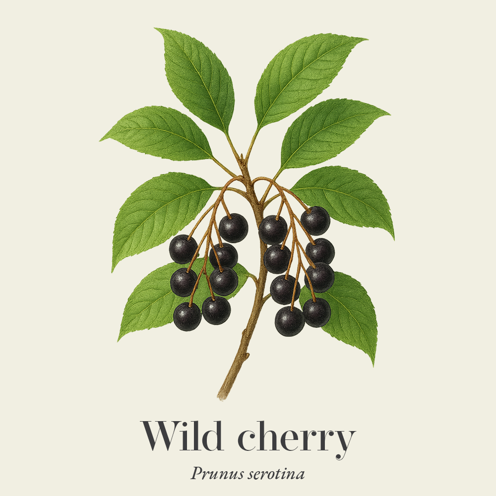 Wild cherry (Prunus serotina)