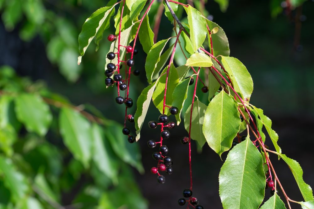 Wild cherry (Prunus serotina)