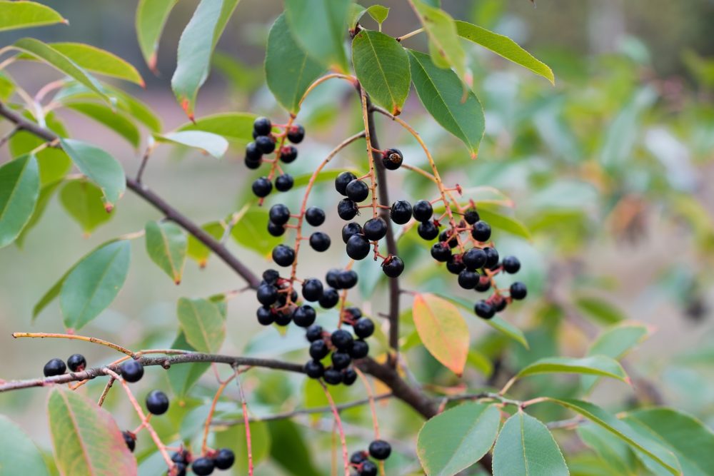 Wild cherry (Prunus serotina)