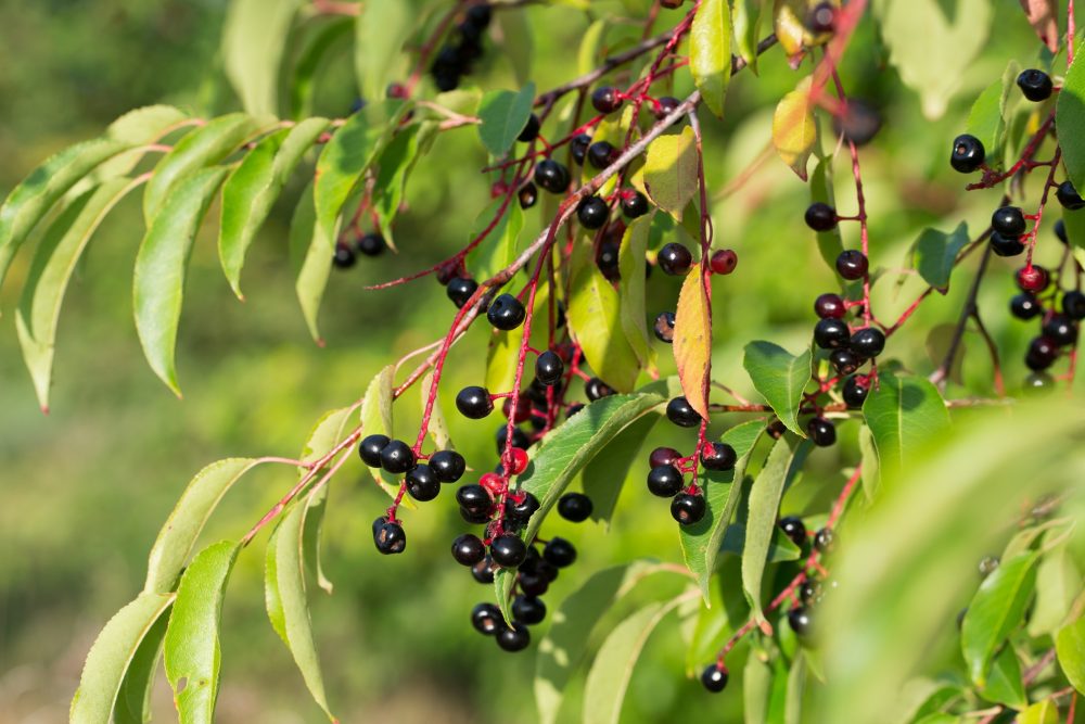 Wild cherry (Prunus serotina)