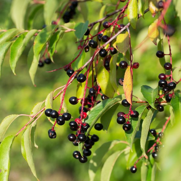 Wild cherry (Prunus serotina)