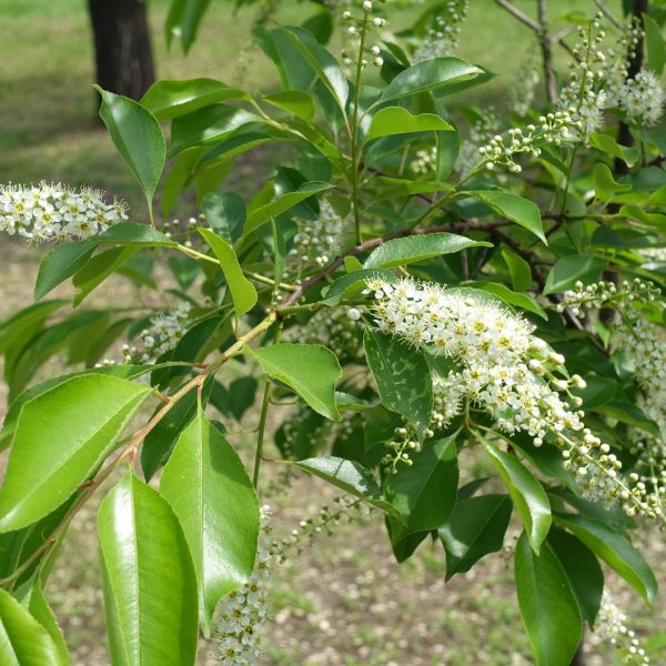 Wild cherry (Prunus serotina)