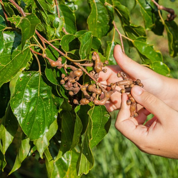 Chinese Raisin Tree Alcohol Metabolism And Hangover Severity