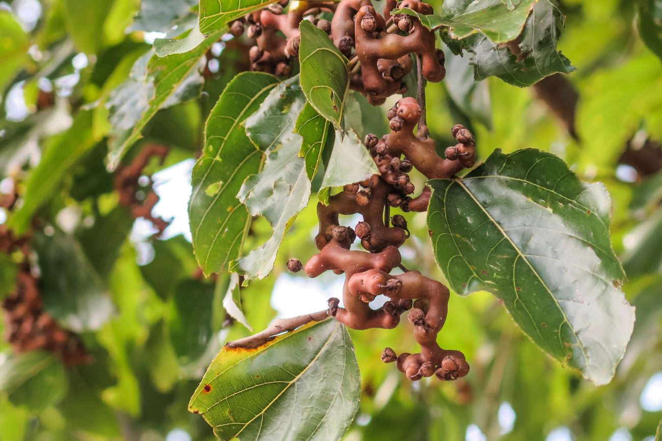 Chinese raisin tree (Hovenia dulcis)