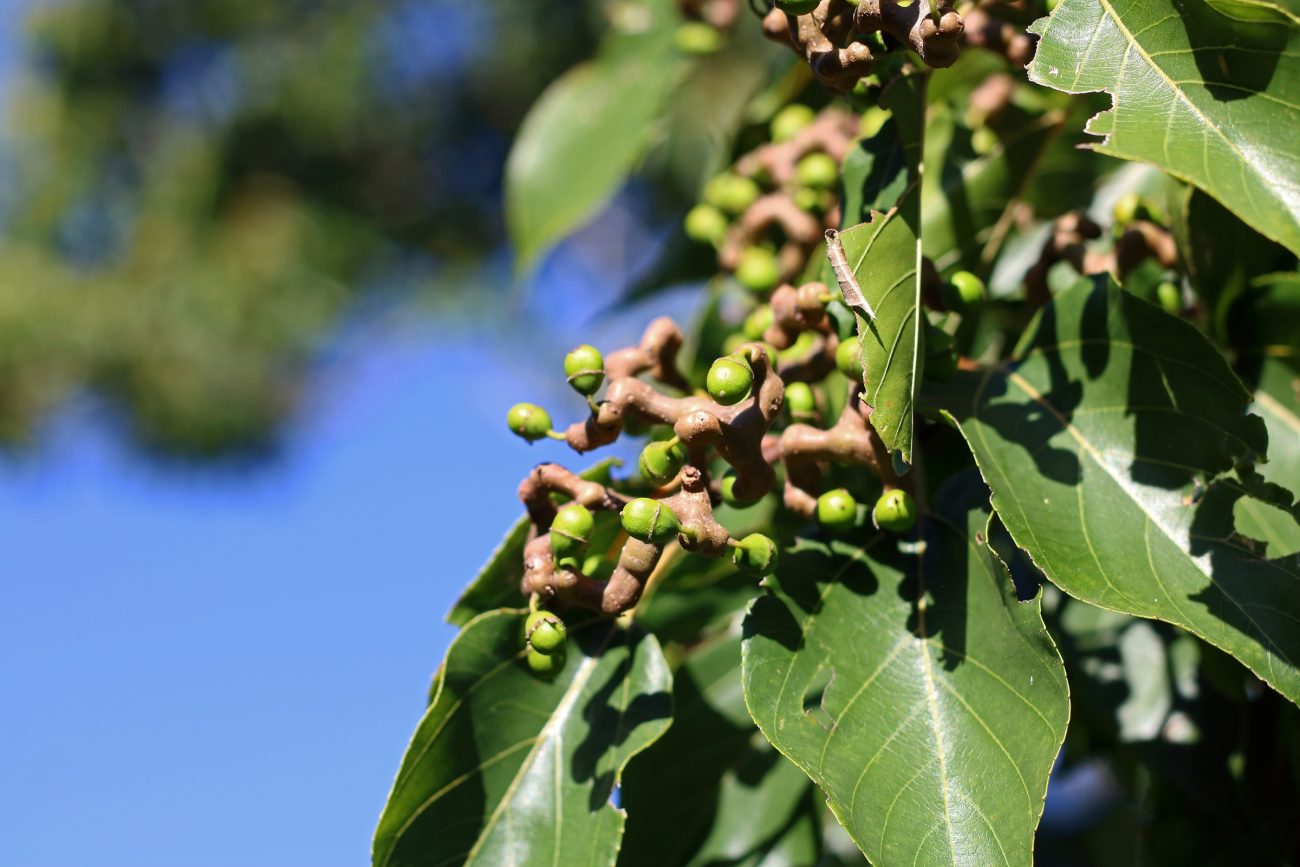 Chinese raisin tree (Hovenia dulcis)