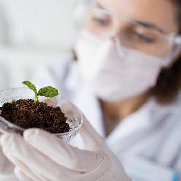 Contaminants In Herbal Supply Chains Challenges And Solutions
