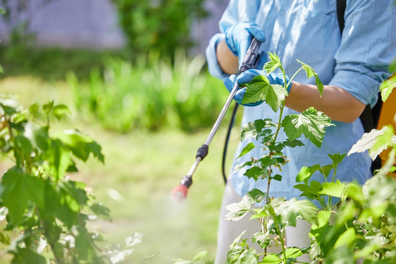 Herbal Medicine Contaminantion