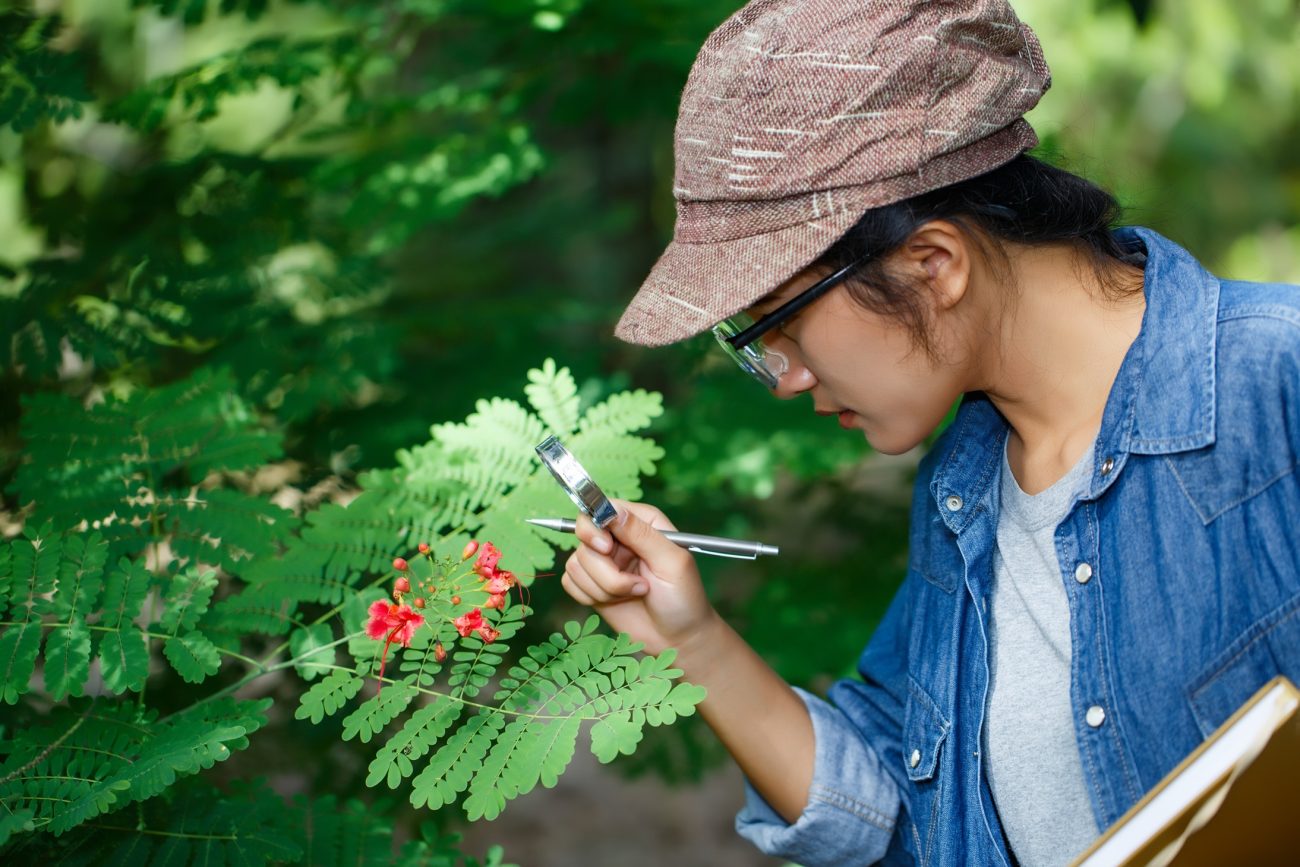 How Climate Change Affects Herb Contaminants