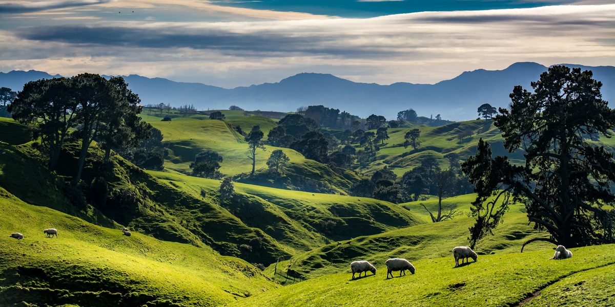 Herbalism In New Zealand