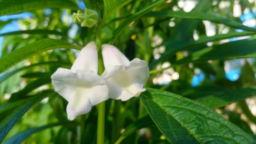 Sesame (Sesamum indicum)