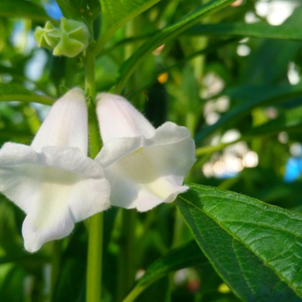 Sesame (Sesamum indicum)