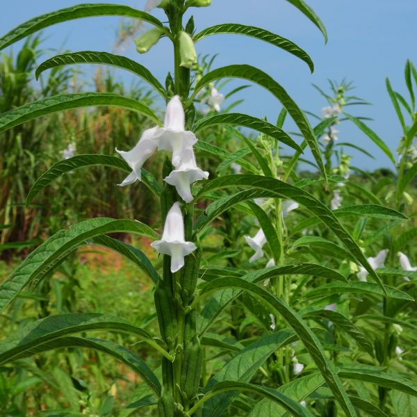 Sesame (Sesamum indicum)
