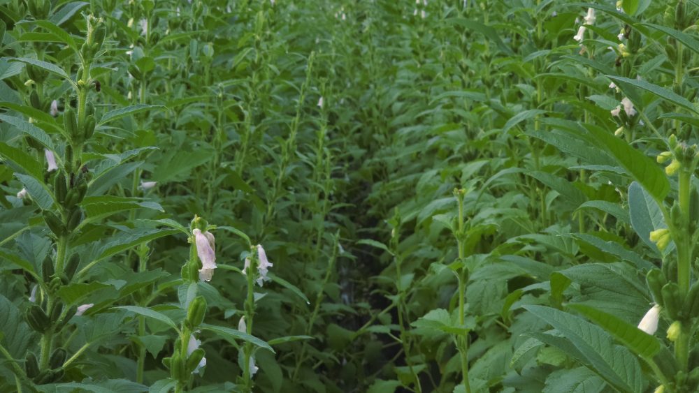Sesame (Sesamum indicum)
