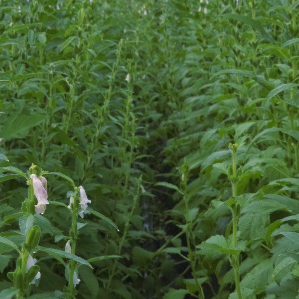Sesame (Sesamum indicum)