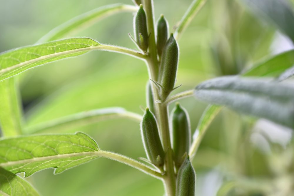 Sesame (Sesamum indicum)