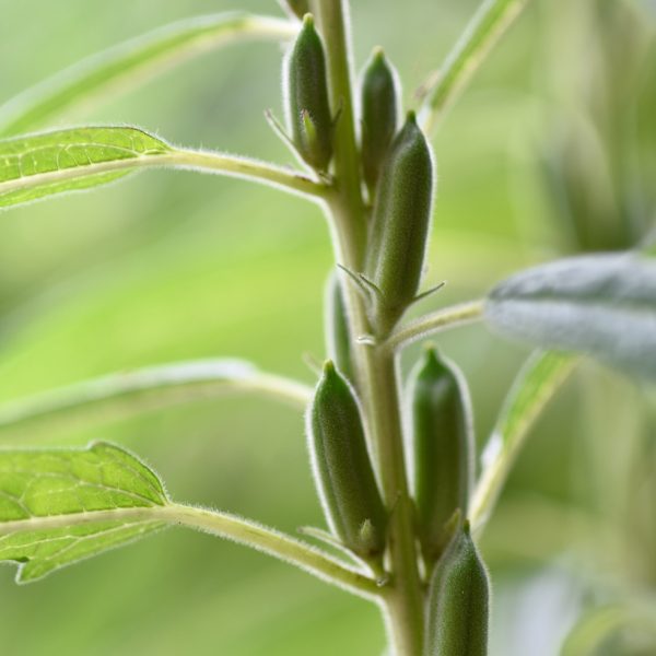 Sesame (Sesamum indicum)