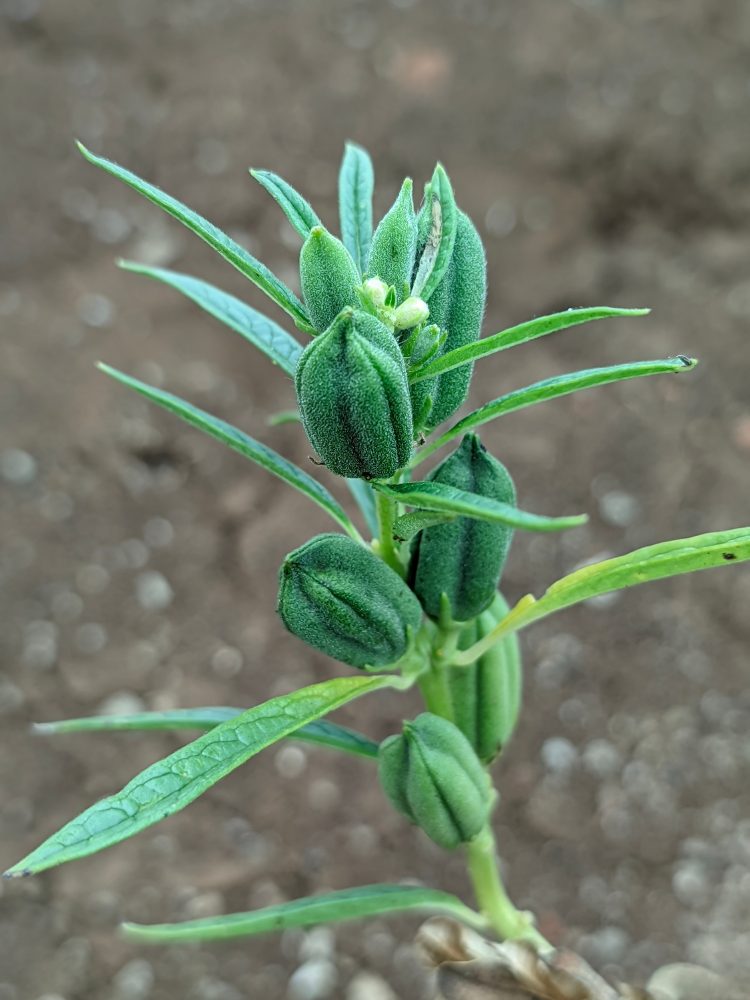 Sesame (Sesamum indicum)