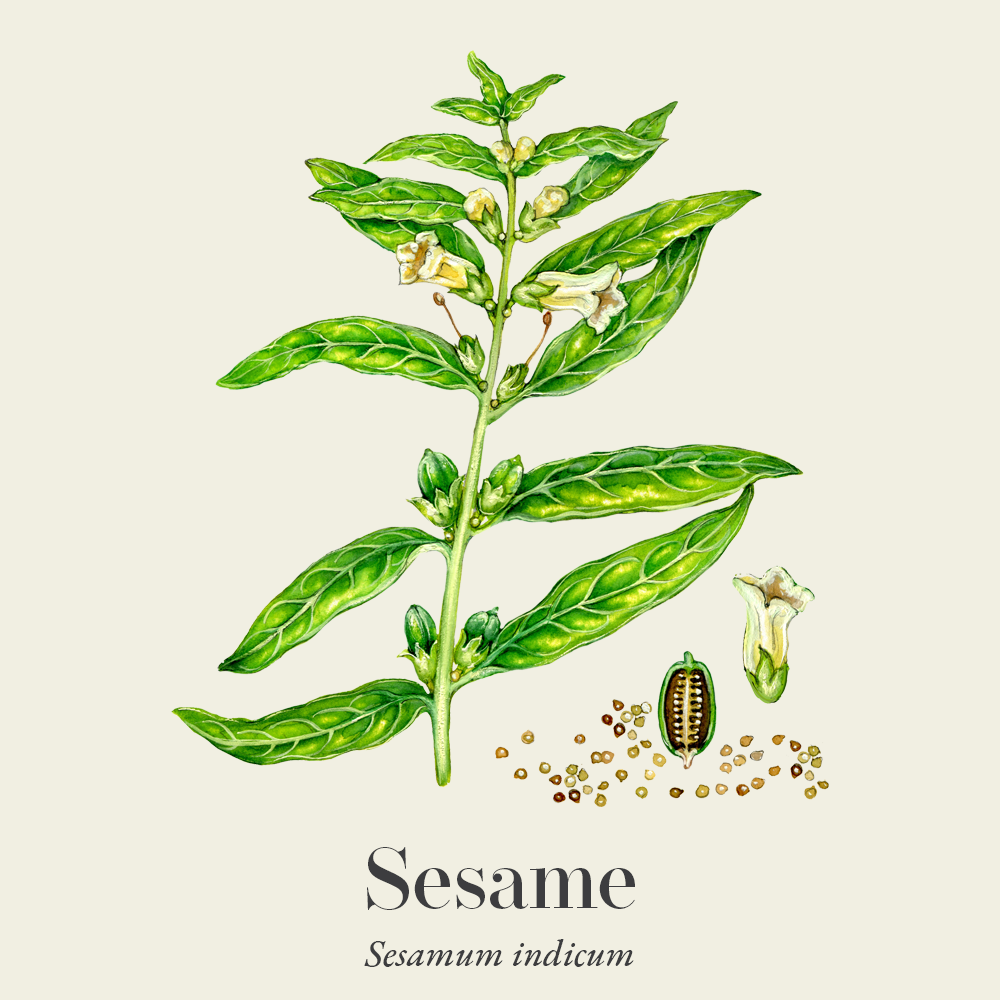 Sesame (Sesamum indicum)