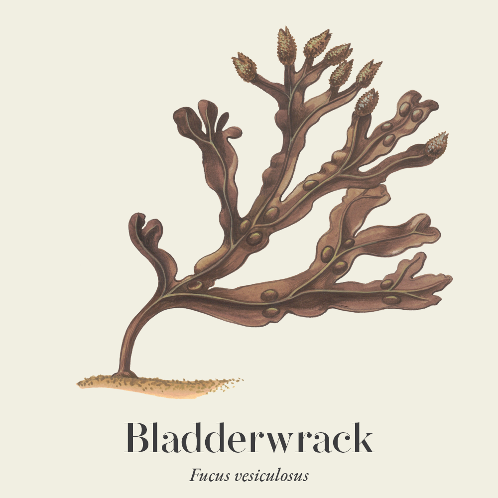 Bladderwrack (Fucus vesiculosus)