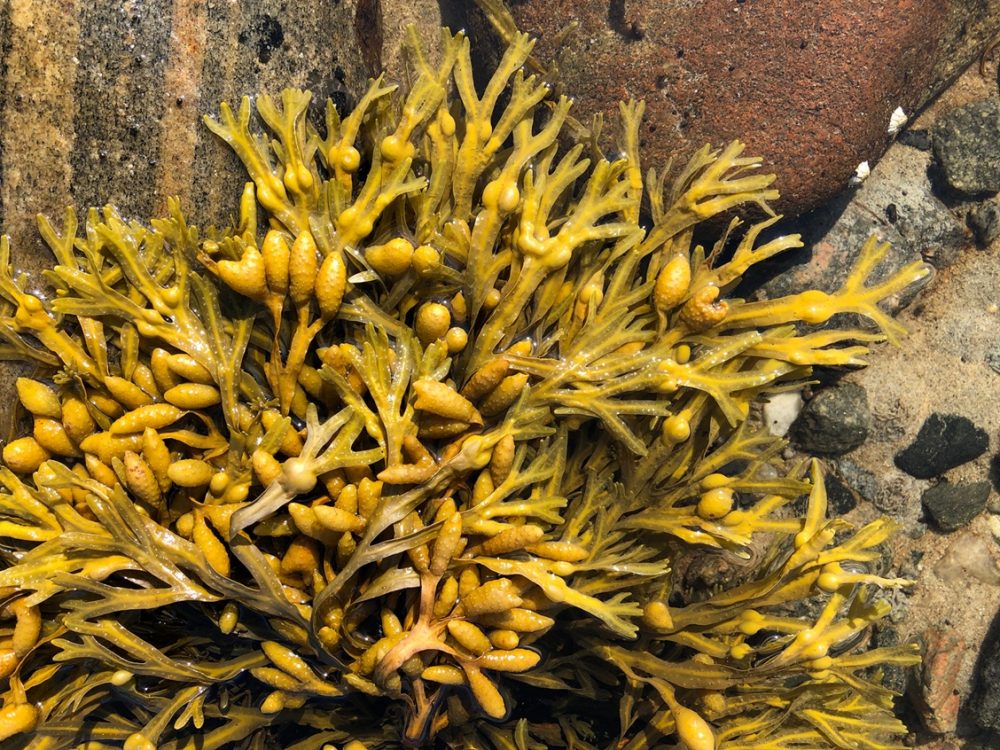 Bladderwrack (Fucus vesiculosus)