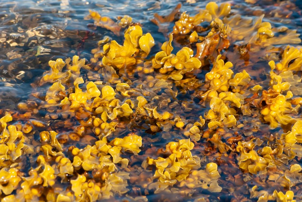 Bladderwrack (Fucus vesiculosus)