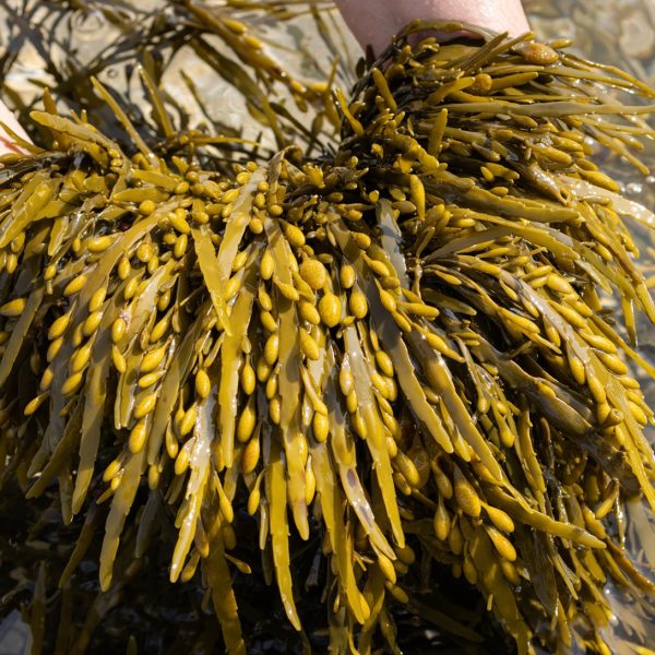 Bladderwrack (Fucus vesiculosus)