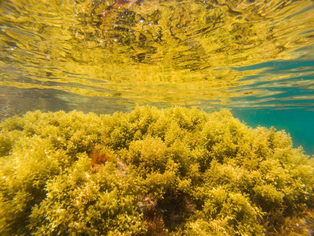 Bladderwrack (Fucus vesiculosus)